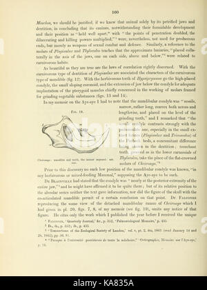 Researches on the fossil remains of the extinct mammals of Australia (Page 100) BHL43607606 Stock Photo