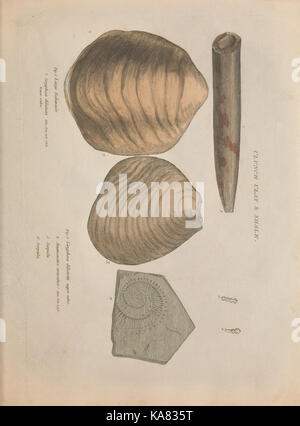 Strata identified by organized fossils BHL48407005 Stock Photo