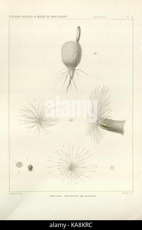 George Engelmann The botanical works of the late George Engelmann, collected for Henry ...