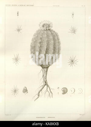 George Engelmann The botanical works of the late George Engelmann, collected for Henry ...