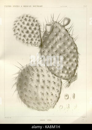 George Engelmann The botanical works of the late George Engelmann, collected for Henry ...