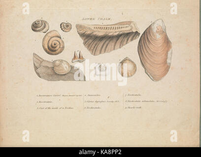 Strata identified by organized fossils BHL48407039 Stock Photo