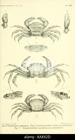 Report on the zoological collections made in the Indo Pacific Ocean during the voyage of H.M.S. 'Alert' 1881 2 (Pl. XXIV) BHL12067730 Stock Photo