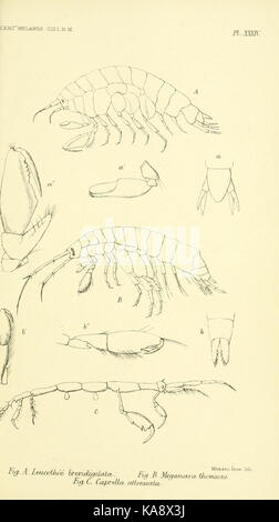 Report on the zoological collections made in the Indo Pacific Ocean during the voyage of H.M.S. 'Alert' 1881 2 (Pl. XXXIV) BHL12067750 Stock Photo