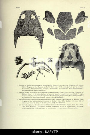 An illustration from *The Coal Measures Amphibia of North America ...