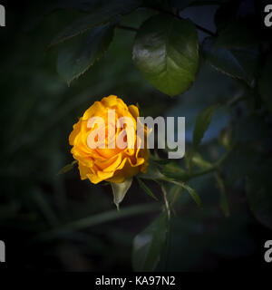 Beautiful yellow rose on a dark natural background Stock Photo