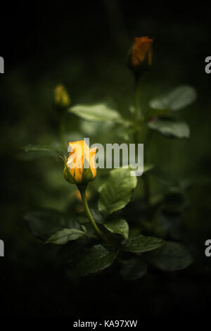 Three beautiful yellow rose buds on a dark blurred natural background Stock Photo