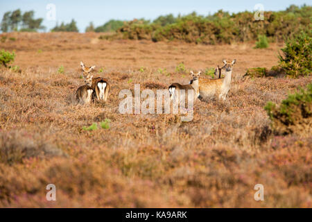Sika Deer on heathland, Arne, Wareham, Dorset Stock Photo