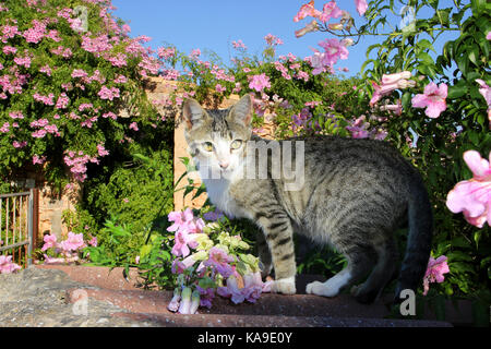 domestic cat, black tabby white, standing oon a wall between pink flowers Stock Photo