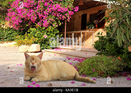 yawning domestic cat, cream tabby, lying in the floor of a patio of a mediterranian countryhouse Stock Photo