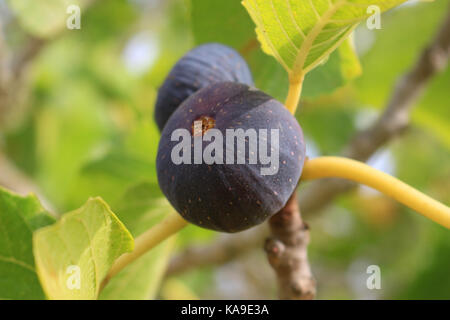 blue figs hanging on a fig tree Stock Photo