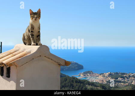 domestic cat, black tabby white, sitting on a chimney in front of the mediterranian sea and the fantastic view of the harbor Port d'Soller Stock Photo