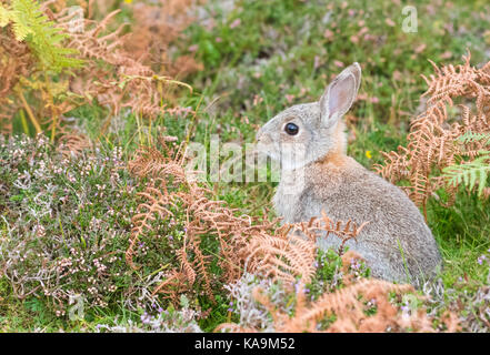 European rabbit Common rabbit - Oryctolagus cuniculus - young - sitting in Scottish bracken and heather, Unst, Shetland Stock Photo