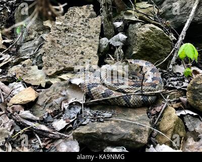 A coiled Timber Rattlesnake in Kansas City, Missouri, USA Stock Photo