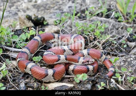 An Eastern Milksnake (Lampropeltis triangulum) coiled on rocks in Mount Kansas City, Kansas, USA Stock Photo