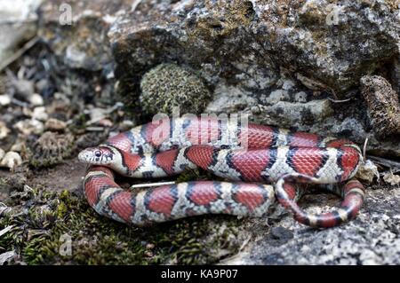 An Eastern Milksnake (Lampropeltis triangulum) coiled on rocks in Mount Pleasant, Missouri, USA Stock Photo