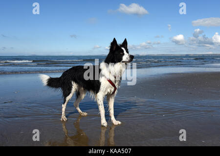 Border Collie dogs on Broad Haven beach in Pembrokeshire in West Wales. Stock Photo