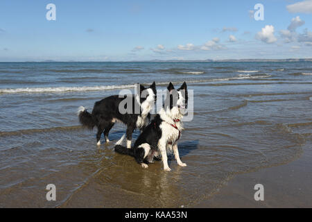 Border Collie dogs on Broad Haven beach in Pembrokeshire in West Wales. Stock Photo