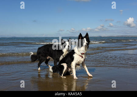 Border Collie dogs on Broad Haven beach in Pembrokeshire in West Wales. Stock Photo
