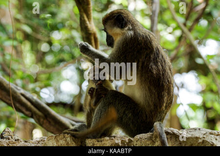 Mother bajan green monkey with her young - Barbados Stock Photo - Alamy