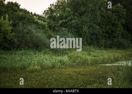 Hunter man standing in bushes nearby marshland in expectation of hunting  during dusk Stock Photo