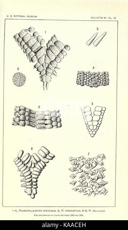 Revision of Paleozoic Stelleroidea BHL17072729 Stock Photo