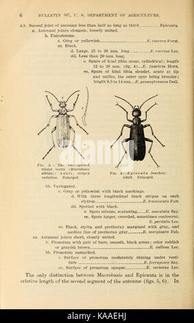 Results of work on blister beetles in Kansas (Page 6) BHL41801791 Stock Photo