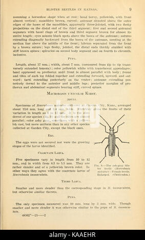 Results of work on blister beetles in Kansas (Page 9) BHL41801788 Stock Photo