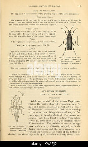 Results of work on blister beetles in Kansas (Page 15) BHL41801782 Stock Photo
