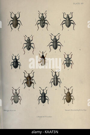 Insects In Germany This work focuses on the study of beetles in Germany, documenting ...