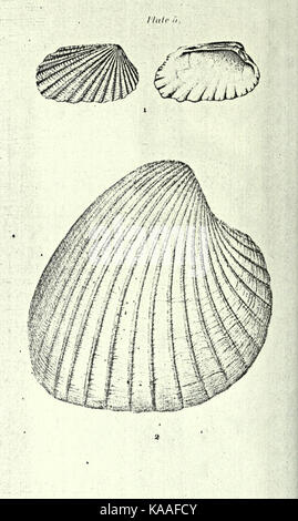 Republication of Conrad's Fossil shells of the Tertiary formations of North America BHL23521373 Stock Photo