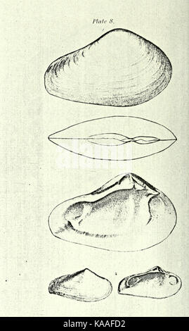 Republication of Conrad's Fossil shells of the Tertiary formations of North America BHL23521389 Stock Photo