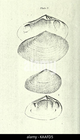 Republication of Conrad's Fossil shells of the Tertiary formations of North America BHL23521391 Stock Photo