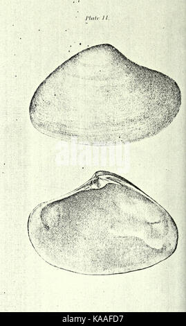 Republication of Conrad's Fossil shells of the Tertiary formations of North America BHL23521395 Stock Photo