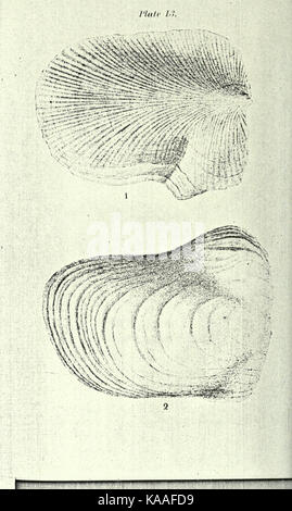Republication of Conrad's Fossil shells of the Tertiary formations of North America BHL23521399 Stock Photo