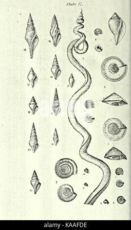 Republication of Conrad's Fossil shells of the Tertiary formations of North America BHL23521475 Stock Photo