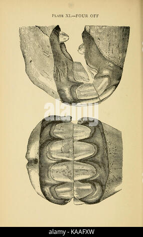 Soundness and age of horses BHL22089449 Stock Photo