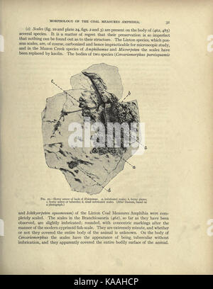 An illustration from *The Coal Measures Amphibia of North America ...