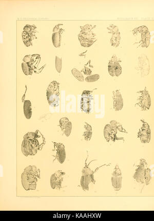 Tertiary rhynchophorous Coleoptera of the United States BHL9498774 Stock Photo