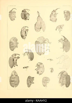 Tertiary rhynchophorous Coleoptera of the United States BHL9498790 Stock Photo