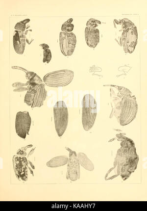 Tertiary rhynchophorous Coleoptera of the United States BHL9498806 Stock Photo