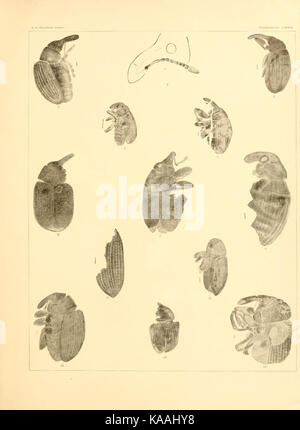 Tertiary rhynchophorous Coleoptera of the United States BHL9498810 Stock Photo