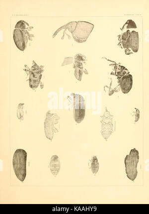 Tertiary rhynchophorous Coleoptera of the United States BHL9498814 Stock Photo