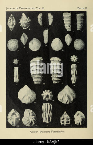 Smaller Foraminifera from the Porters Creek formation (Paleocene) of ...