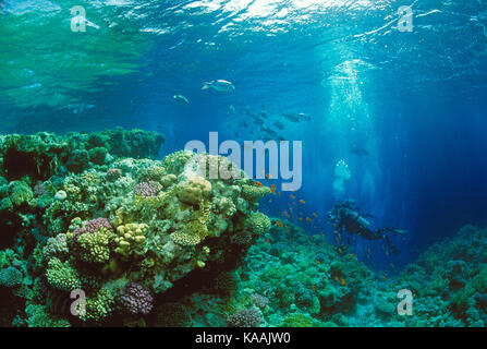 Egypt. Red Sea. Scuba diving. Diver over coral reef. Stock Photo