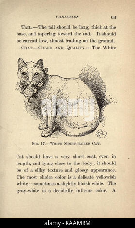 The cat, a guide to the classification and varieties of cats and a short tratise upon their care, diseases, and treatment (Page 63) BHL23731731 Stock Photo