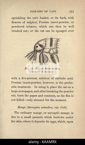 The cat, a guide to the classification and varieties of cats and a short tratise upon their care, diseases, and treatment (Page 111) BHL23731779 Stock Photo