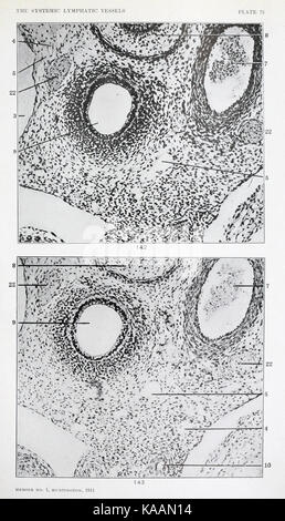 The anatomy and development of the systemic lymphatic vessels in the domestic cat BHL21440459 Stock Photo