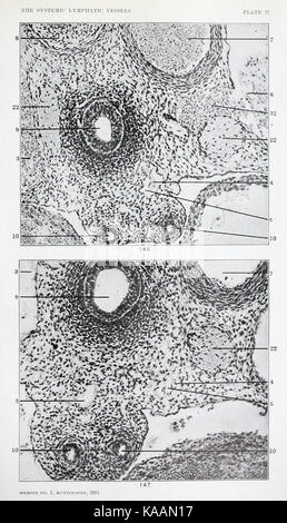 The anatomy and development of the systemic lymphatic vessels in the domestic cat BHL21440463 Stock Photo