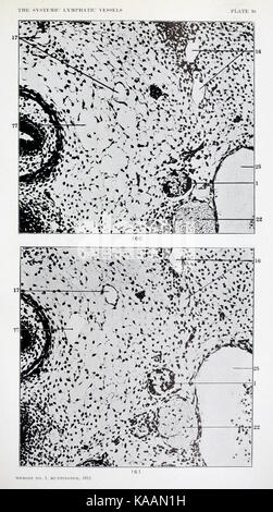 The anatomy and development of the systemic lymphatic vessels in the domestic cat BHL21440489 Stock Photo